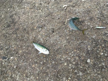 夕マヅメのジグサビキ